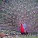 A rare red peacock by pusspup
