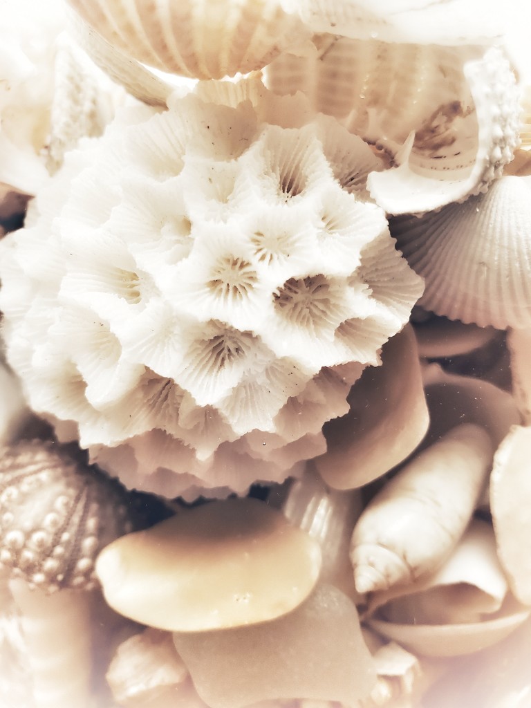 shells by edorreandresen