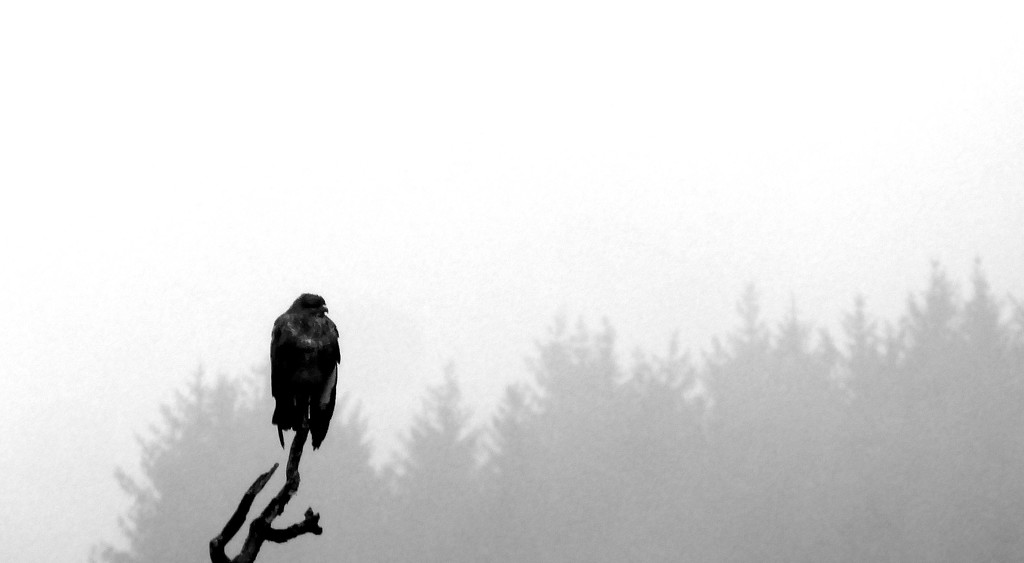 misty buzzard by steveandkerry