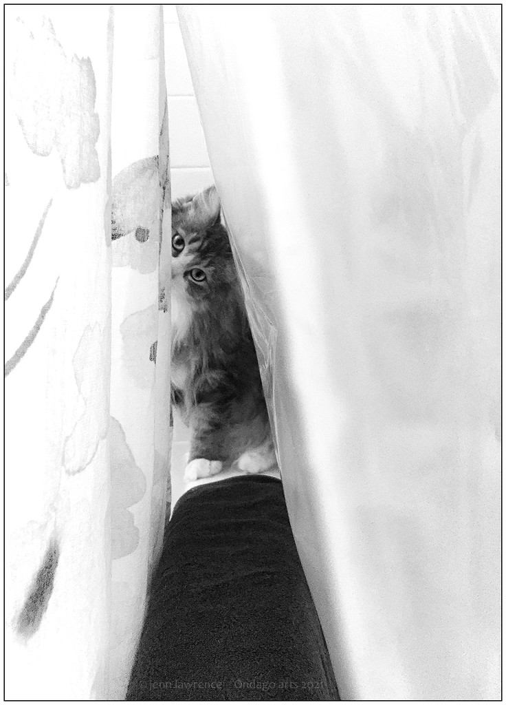 Cat in the Curtain by aikiuser
