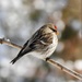 Common Redpoll by sunnygreenwood