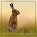 Hare by shepherdmanswife