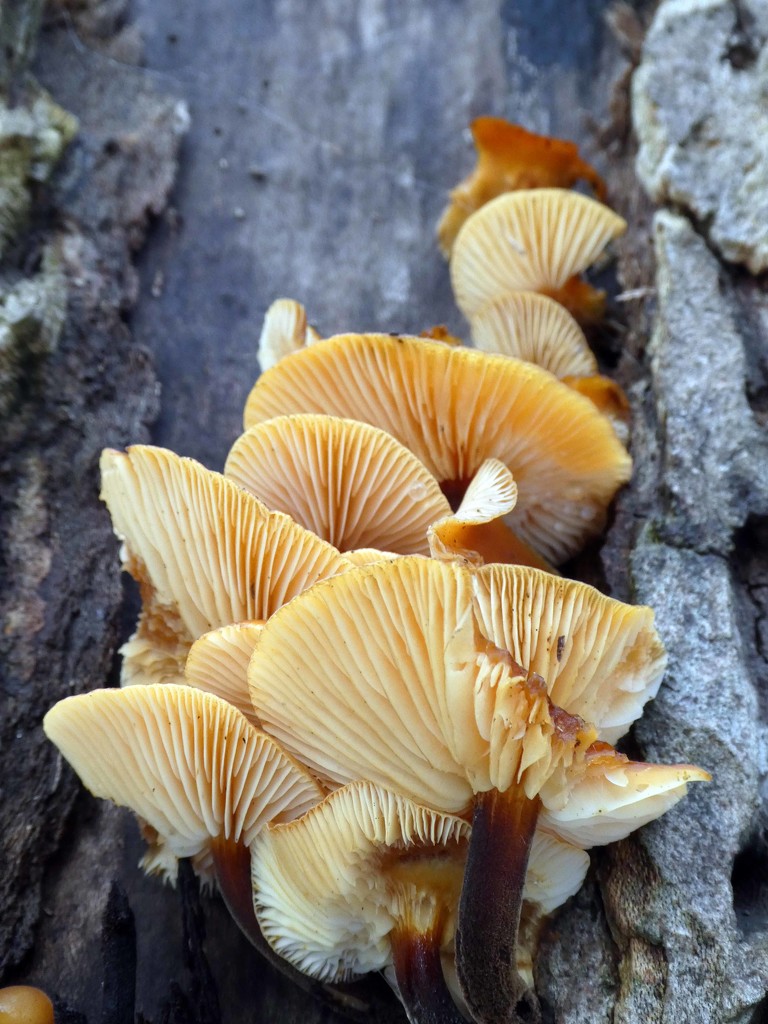 Fungi by cmp