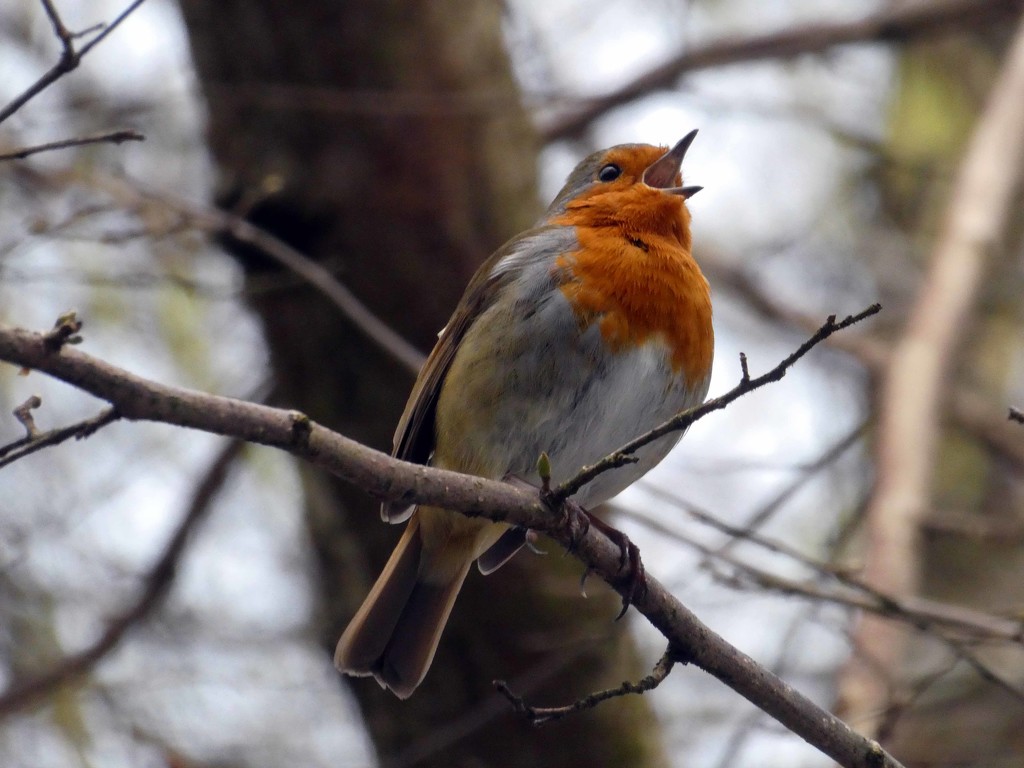 Little Robin Redbreast by cmp