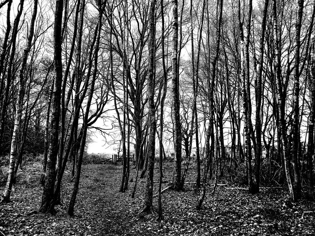 21st Jan A Walk Through The Woods BW by valpetersen