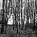 21st Jan A Walk Through The Woods BW by valpetersen