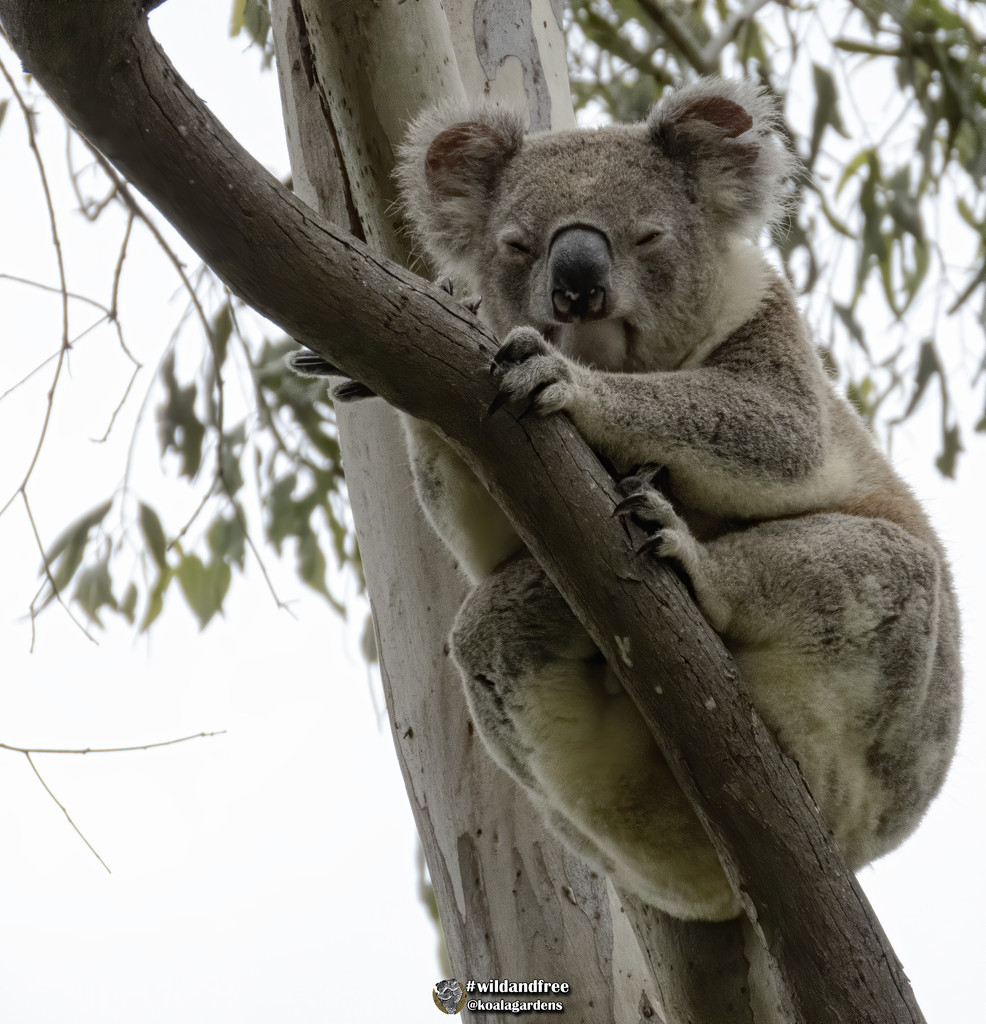 I'm watching you too by koalagardens