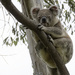 I'm watching you too by koalagardens