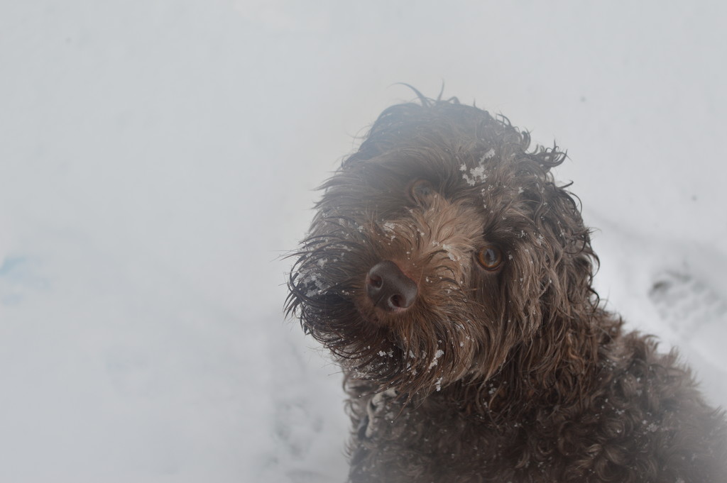 Snow Dog by gemmabrowne