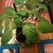 A home grown Bell Pepper Plant by grace55