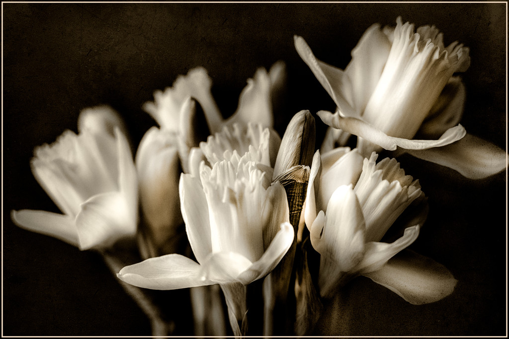 daffodils in monochrome by jernst1779