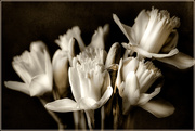 22nd Jan 2021 - daffodils in monochrome