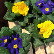 22nd Jan 2021 - African Violets