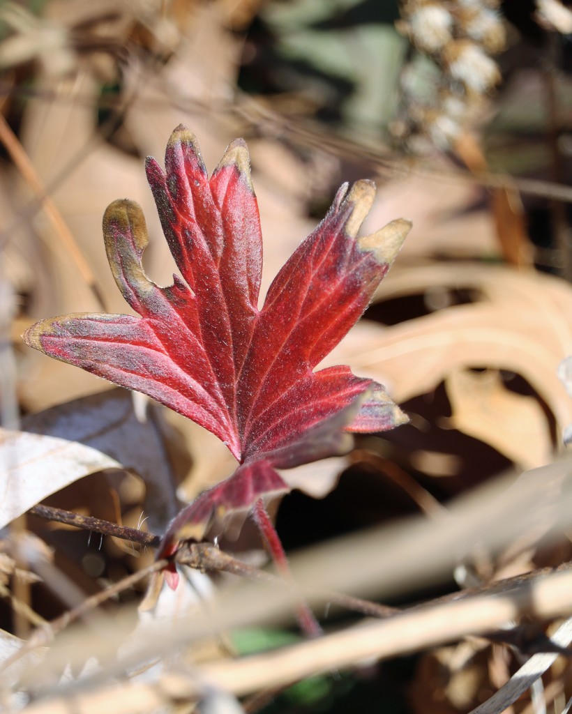 January 22: Leaf by daisymiller