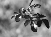 23rd Jan 2021 - A little rain for the wild rose...