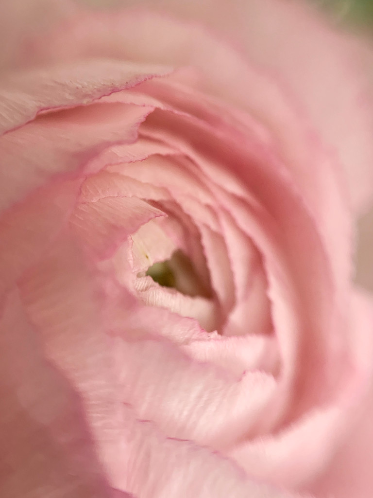 Soft pink.  by cocobella