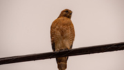 22nd Jan 2021 - Red Shouldered Hawk on the High Wire!