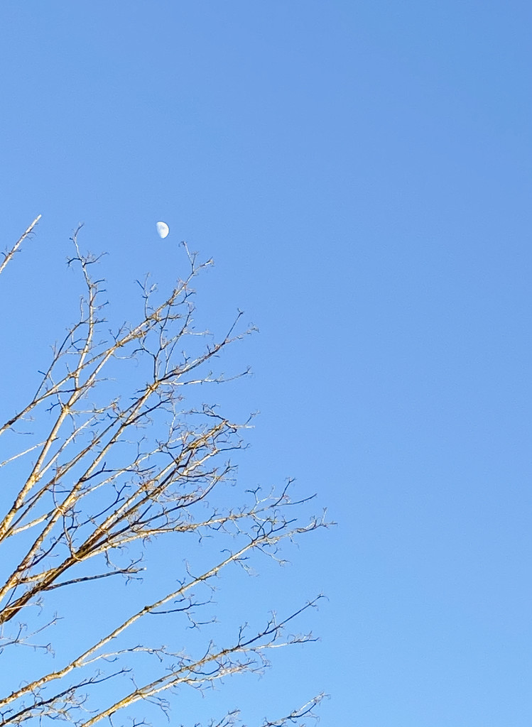 Daytime moon by cristinaledesma33
