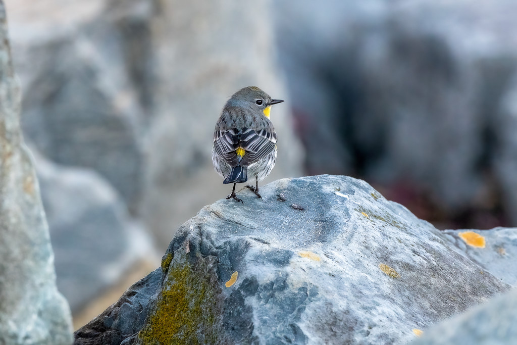 Yellow-rumped Warbler showing off his colors by nicoleweg