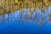 23rd Jan 2021 - River Reflections 2