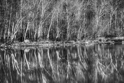 22nd Jan 2021 - River Reflections