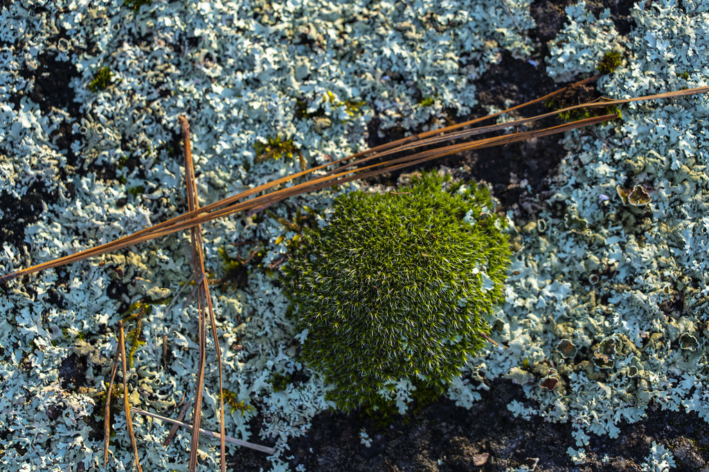 Lichen and Moss by k9photo