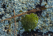 23rd Jan 2021 - Lichen and Moss