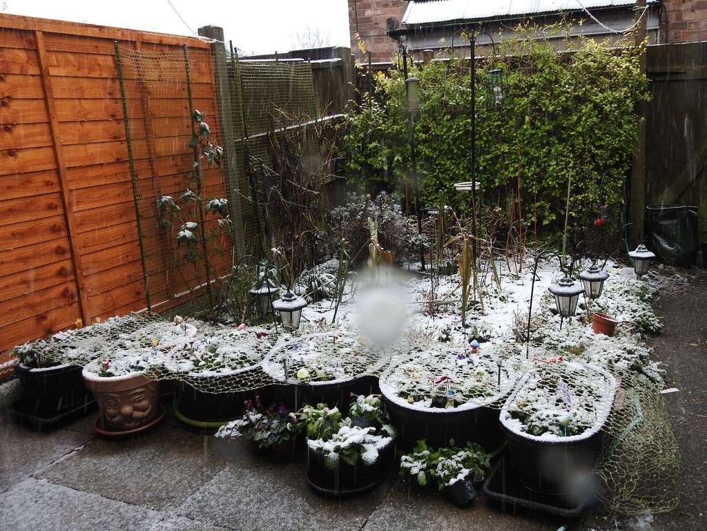 Snow in My Garden by oldjosh