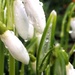 Snowdrops by pattyblue