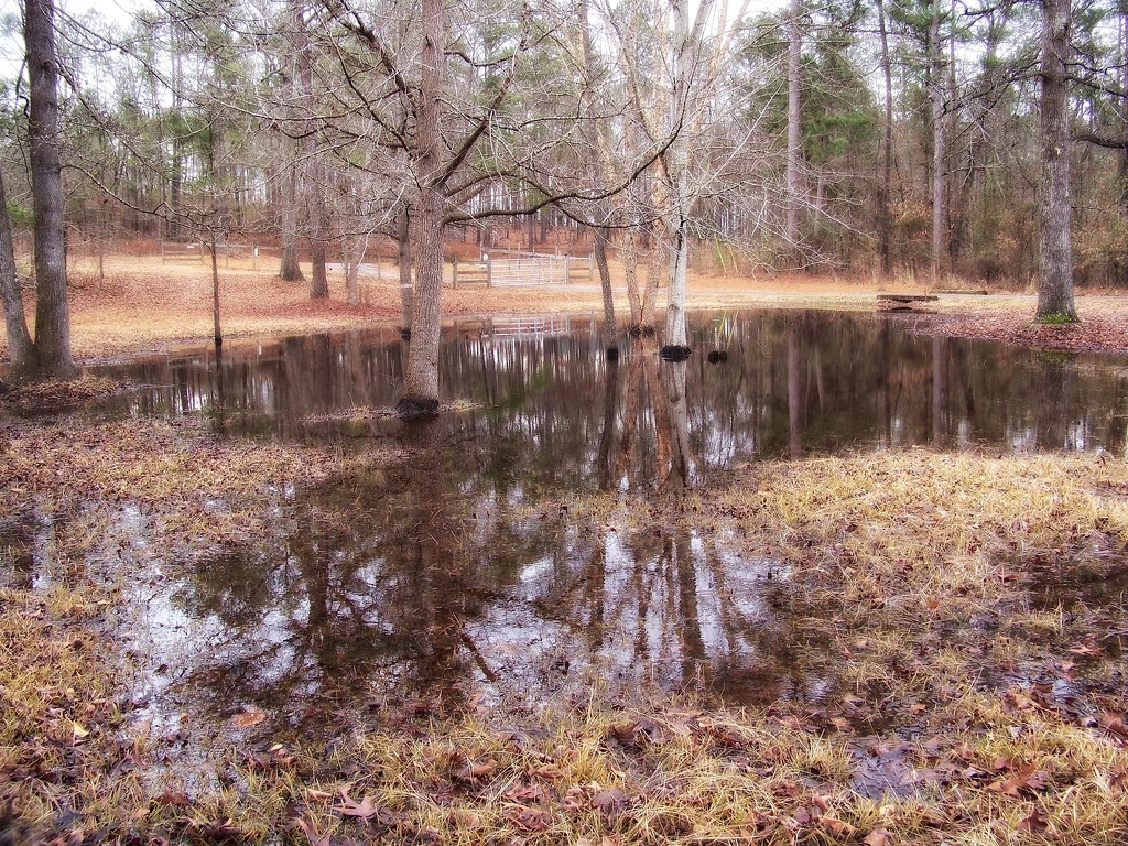 My neighbor's seasonal pond 2... by marlboromaam