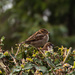 Sparrows by peadar