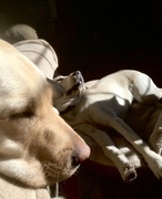 23rd Jan 2021 - 1-23-21 let sleeping sun dogs lie