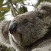 practising my regal look by koalagardens