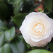 Camellia  by peggysirk