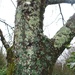 Ivy Creeper partners the Lichens by s4sayer