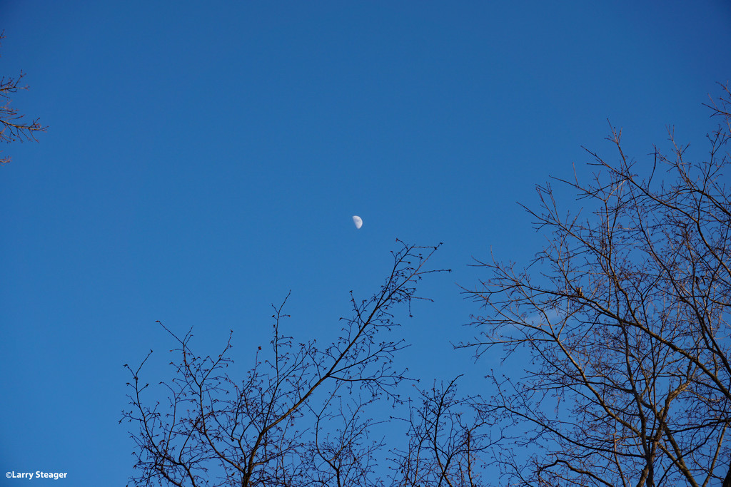 Winter afternoon moon by larrysphotos