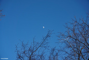 23rd Jan 2021 - Winter afternoon moon