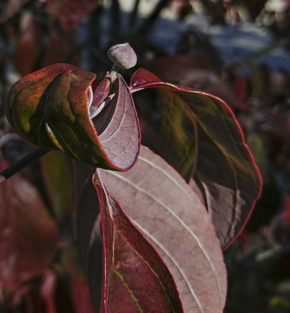 Dogwood red leaves 11-3-20 by houser934