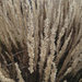 golden grasses 11-5-20 by houser934