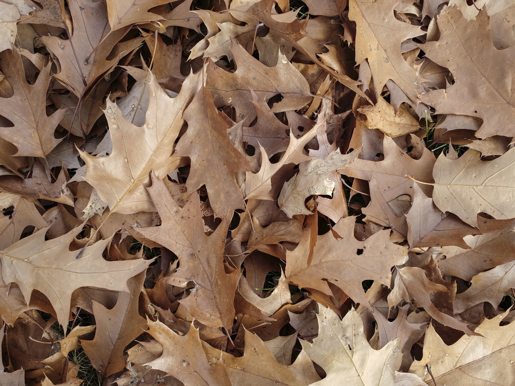 Oak leaves 11-10-20 by houser934