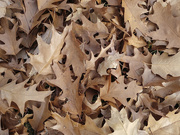 10th Nov 2020 - Oak leaves 11-10-20