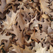 Oak leaves 11-10-20 by houser934