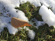 23rd Nov 2020 - Grass under snow 11-23-20