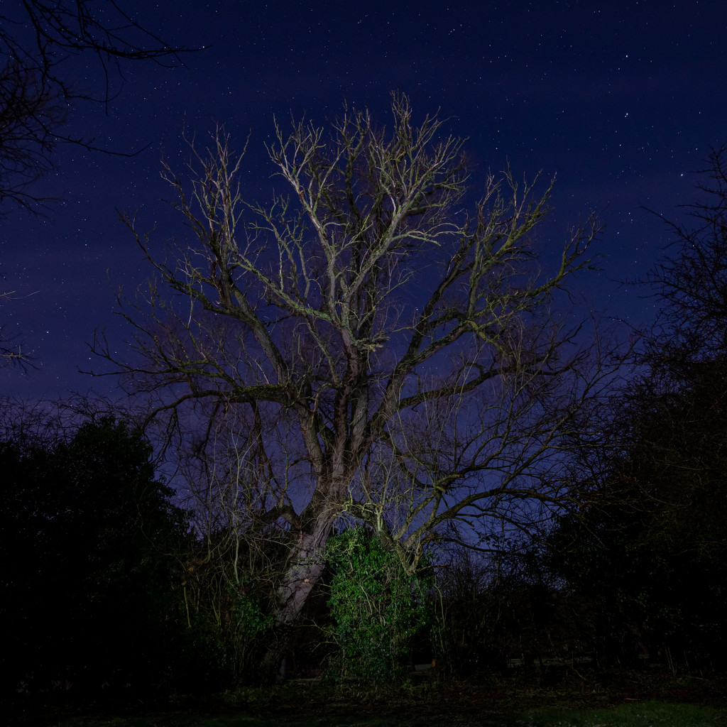 Night Tree by gbeauchamp