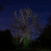 Night Tree by gbeauchamp