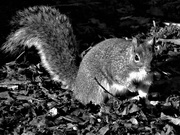 23rd Jan 2021 - Squirrel - Bush Park
