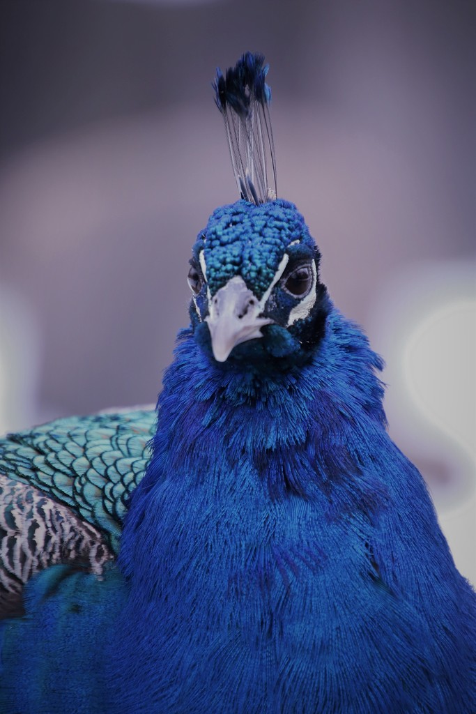 Beautiful Peacock by randy23