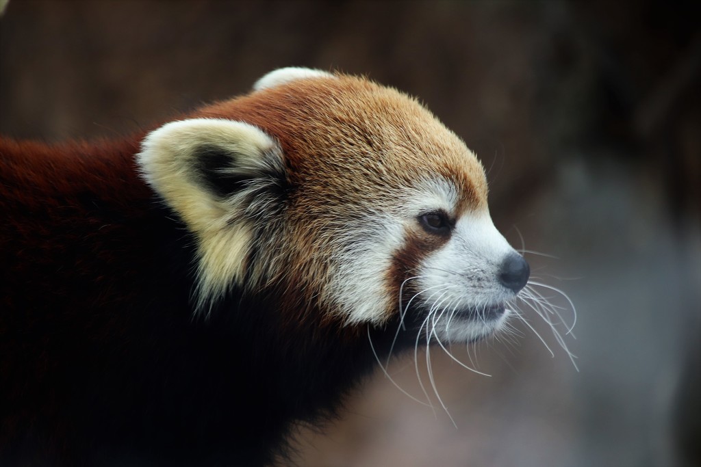 Red Panda by randy23