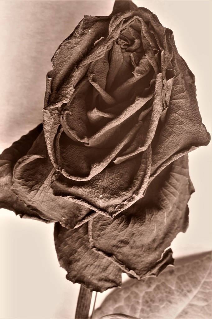 Sepia Rose by granagringa