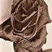 Sepia Rose by granagringa
